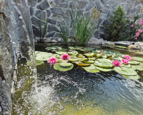 Schwimmteich Showgarten