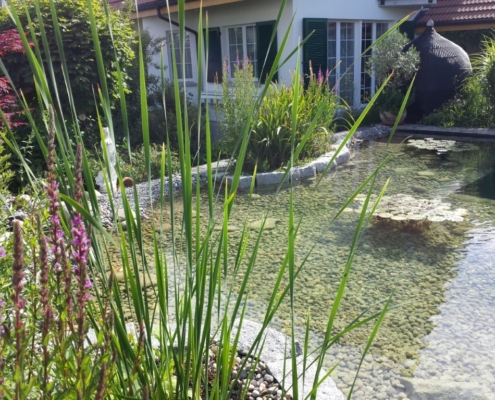 Schwimmteich Kirchberg
