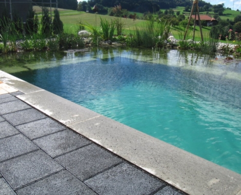 Schwimmteich Seerosen