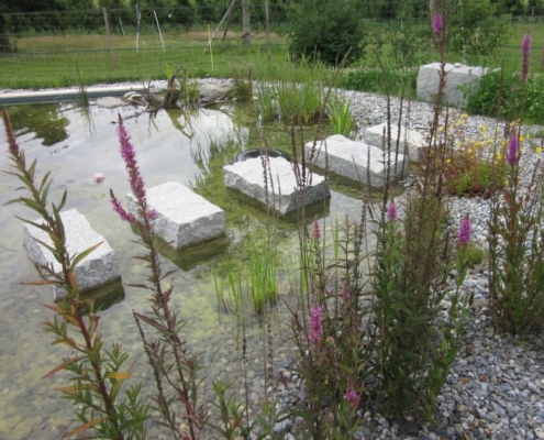 Schwimmteich mit Trittsteinen