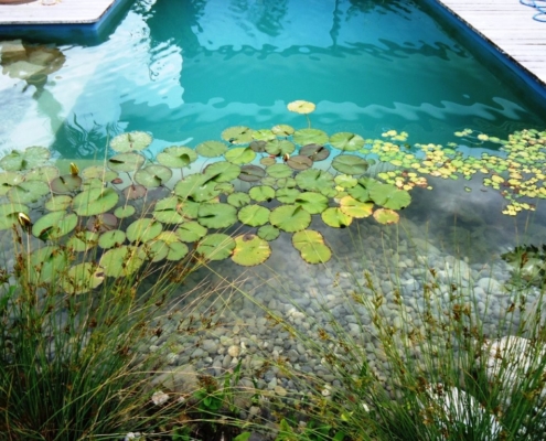 Schwimmteich Kerzers