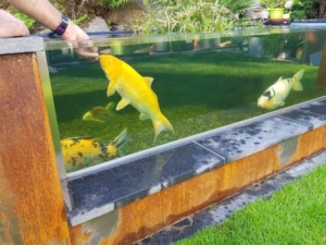 yasiflor koiteich koi